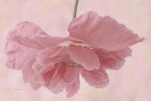 So delighted to have this Pretty Pink Poppy Macro featured in 24 groups. 